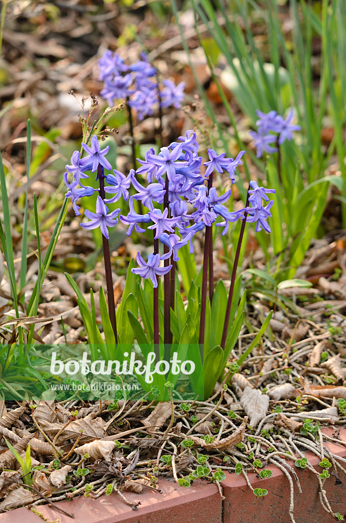 531017 - Hyazinthe (Hyacinthus)