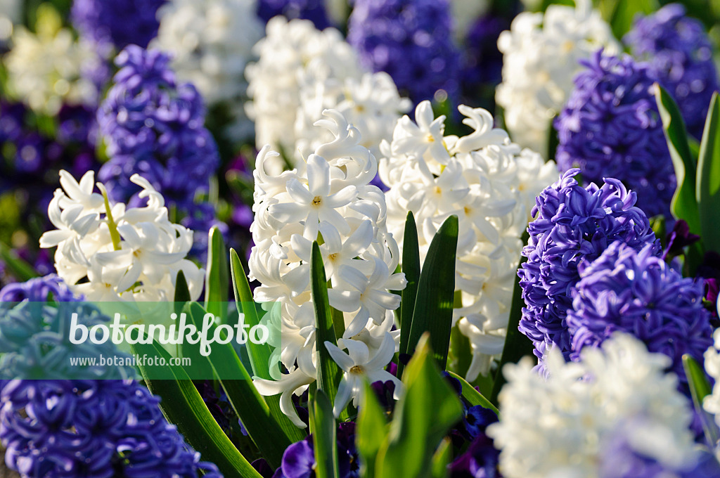 483249 - Hyazinthen (Hyacinthus)