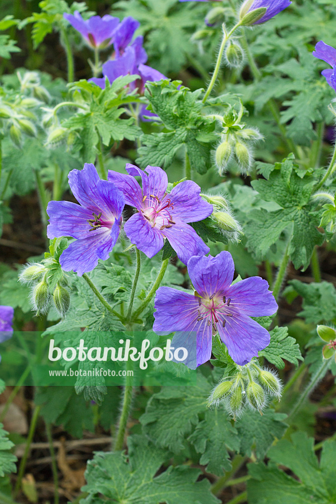 557008 - Iberischer Storchschnabel (Geranium ibericum)