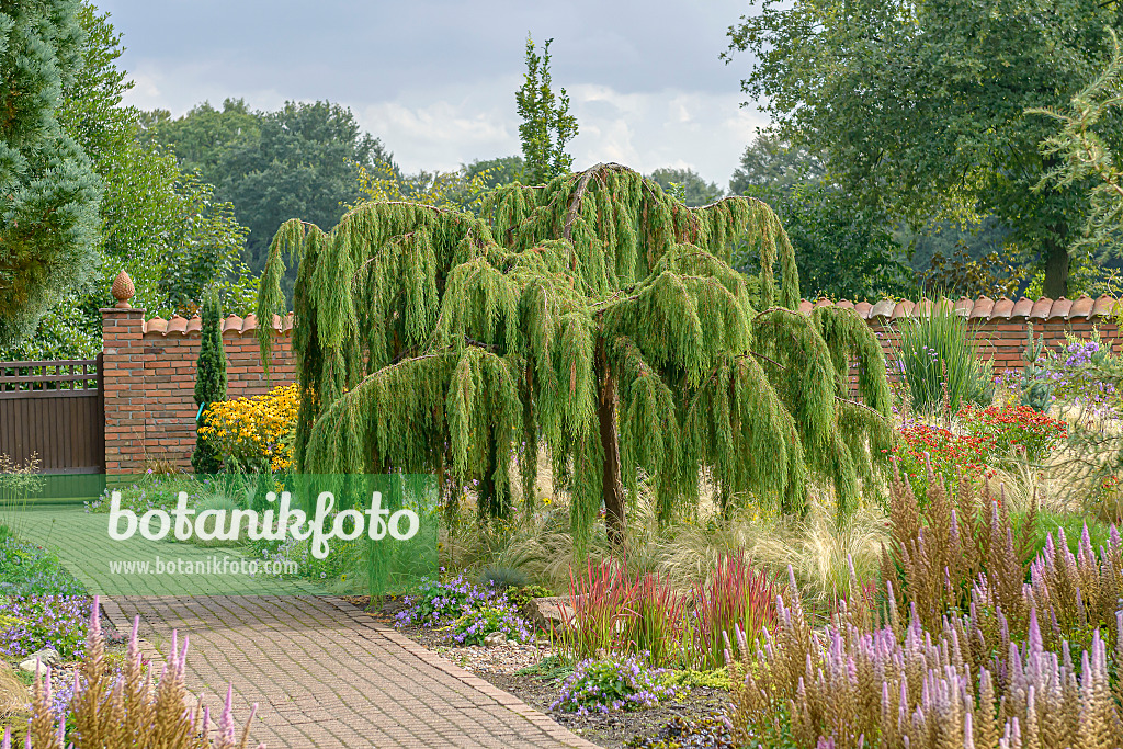 607124 - Igelwacholder (Juniperus rigida 'Pendula')