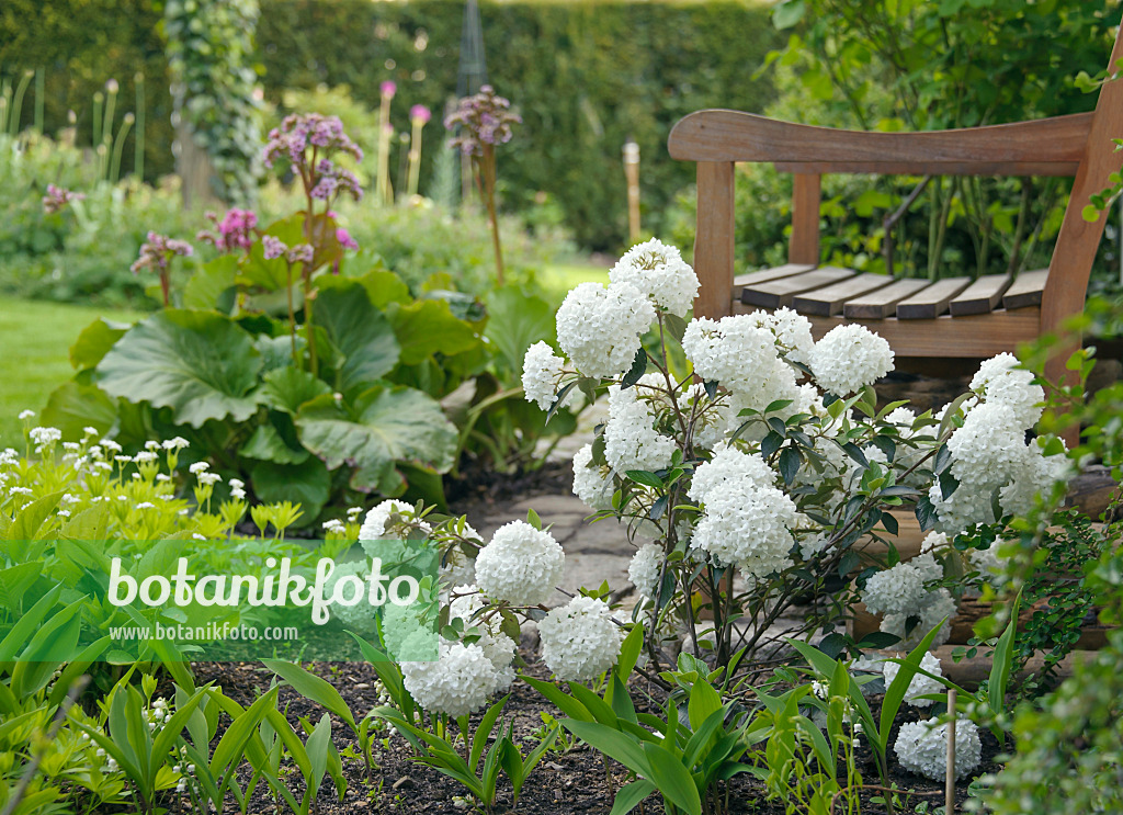 517255 - Immergrüner Schneeball (Viburnum Eskimo)