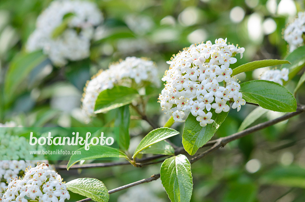 531186 - Immergrüner Schneeball (Viburnum Eskimo)