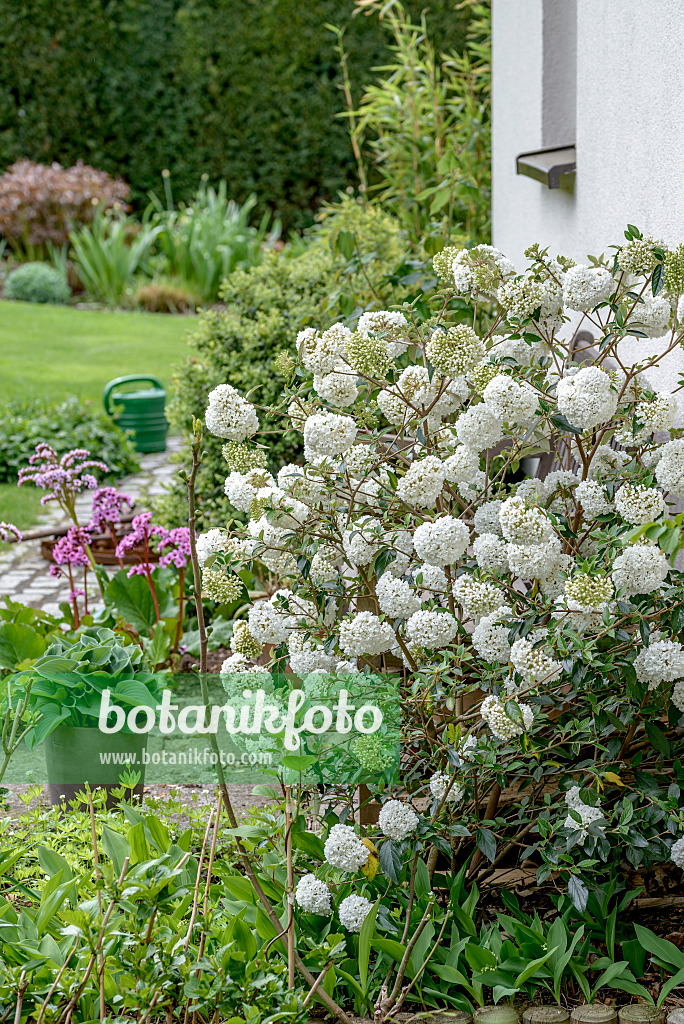 575346 - Immergrüner Schneeball (Viburnum Eskimo)