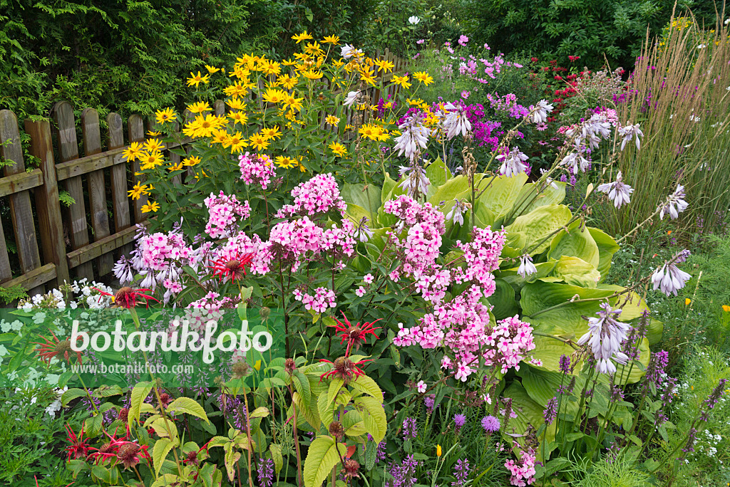 546062 - Indianernesseln (Monarda), Ziest (Betonica), Phlox (Phlox), Funkien (Hosta) und Sonnenauge (Heliopsis)