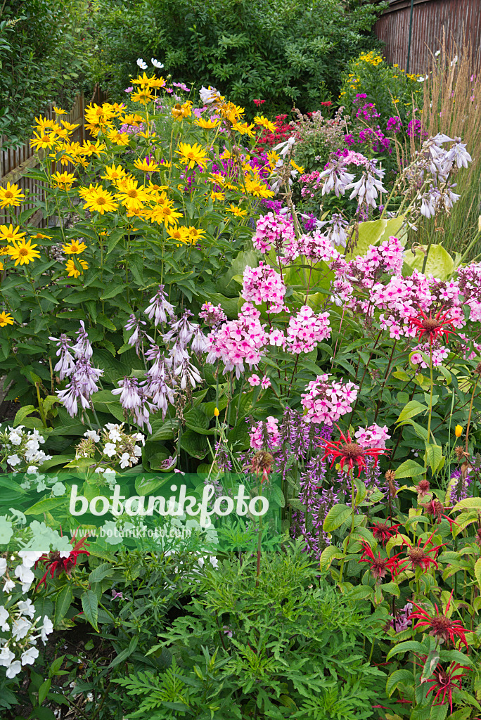 546063 - Indianernesseln (Monarda), Ziest (Betonica), Phlox (Phlox), Funkien (Hosta) und Sonnenauge (Heliopsis)