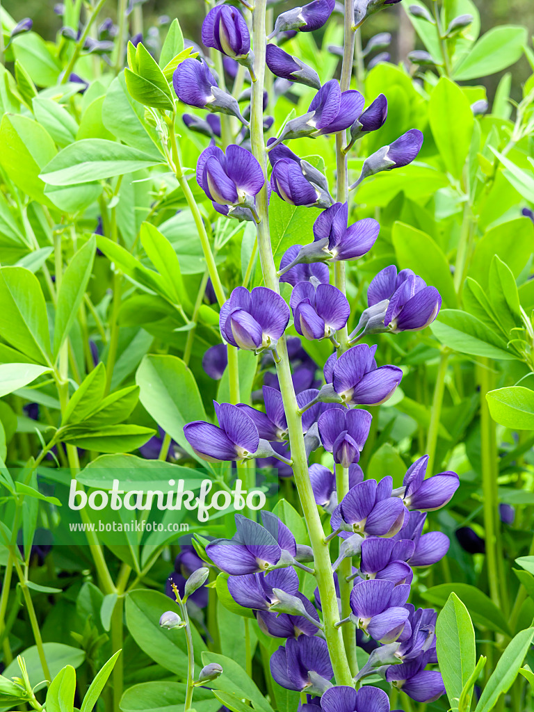 438008 - Indigo-Lupine (Baptisia australis)