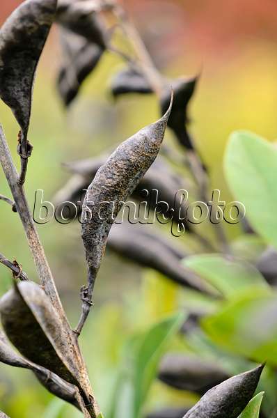 525211 - Indigo-Lupine (Baptisia australis)
