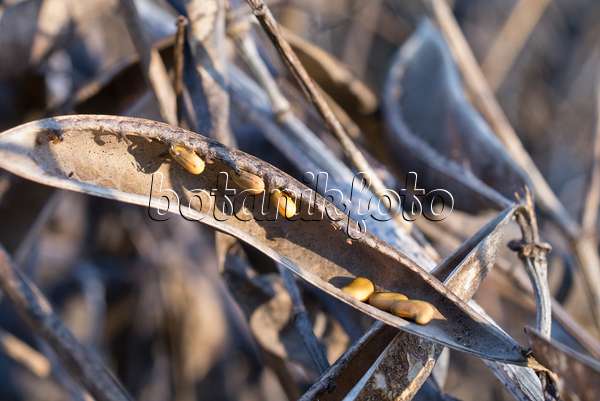 551005 - Indigo-Lupine (Baptisia australis)