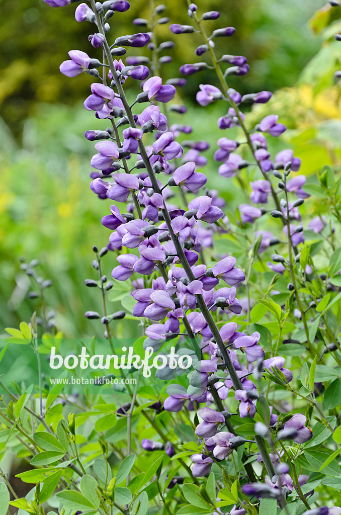 508169 - Indigo-Lupine (Baptisia Purple Smoke)