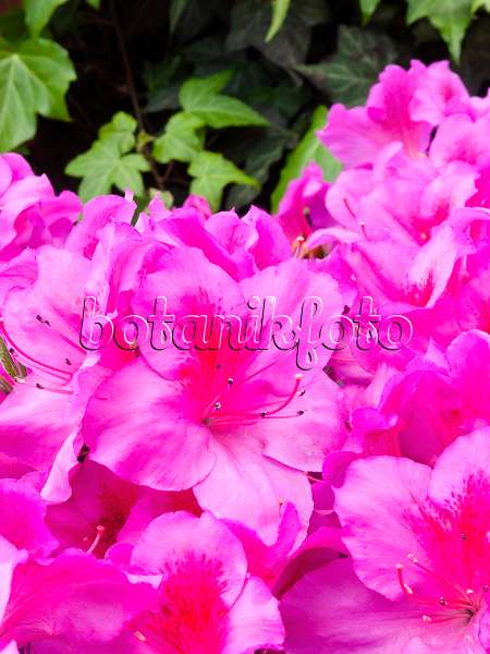 400046 - Indische Azalee (Rhododendron simsii 'Concinna')