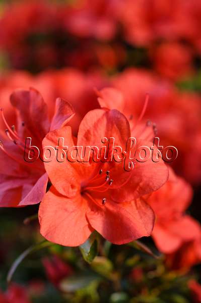 481050 - Indische Azalee (Rhododendron simsii 'Feuerzauber')