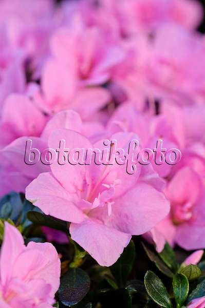 482034 - Indische Azalee (Rhododendron simsii 'Janique')