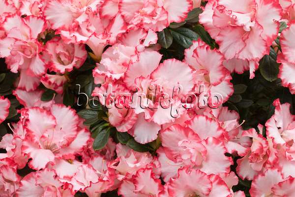 566096 - Indische Azalee (Rhododendron simsii 'Leopold Astrid')