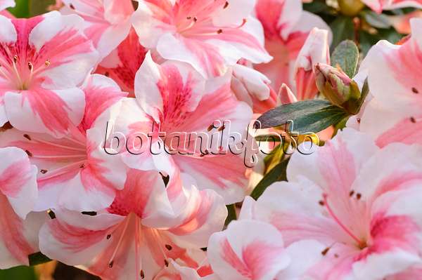 470045 - Indische Azalee (Rhododendron simsii 'Nancy Mary')