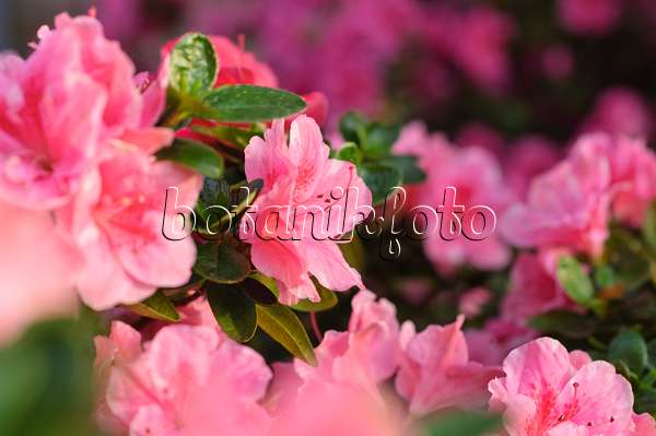 492019 - Indische Azalee (Rhododendron simsii 'Nanny')