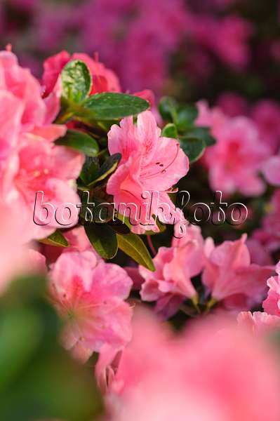 492020 - Indische Azalee (Rhododendron simsii 'Nanny')