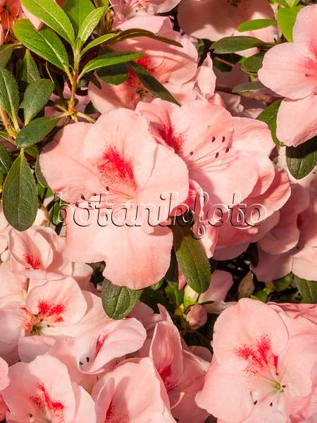 410008 - Indische Azalee (Rhododendron simsii 'Rosafolia')
