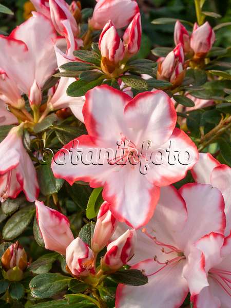 409012 - Indische Azalee (Rhododendron simsii 'Sachsenstern')