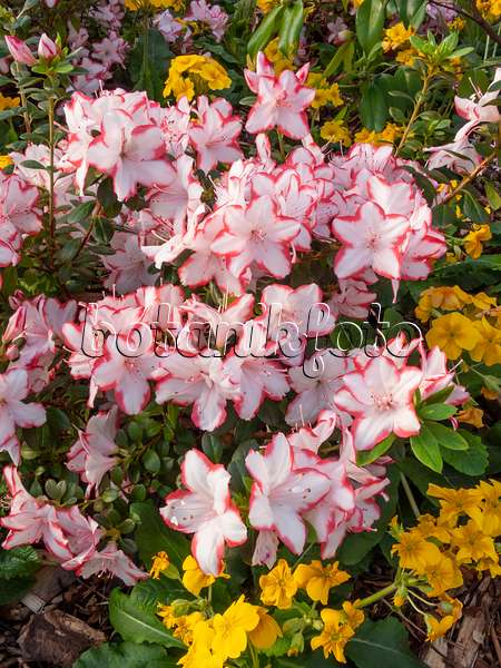 410010 - Indische Azalee (Rhododendron simsii 'Sachsenstern')