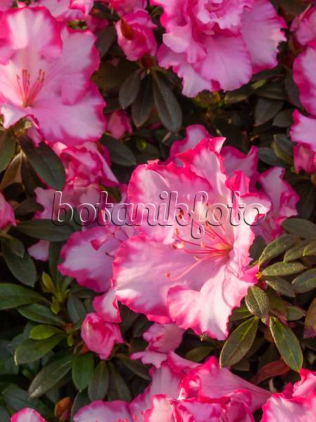 410002 - Indische Azalee (Rhododendron simsii 'Taggi')
