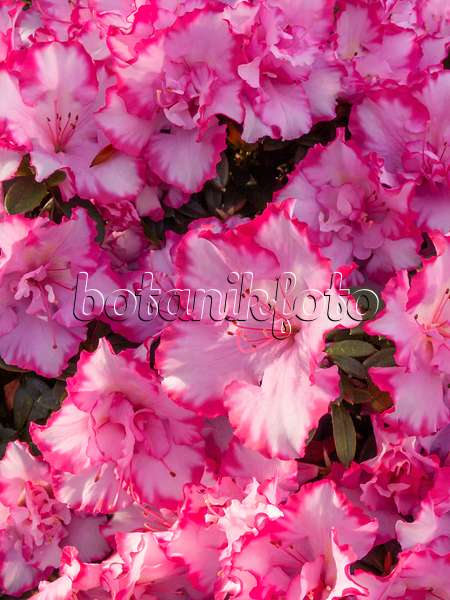 410006 - Indische Azalee (Rhododendron simsii 'Taggi')
