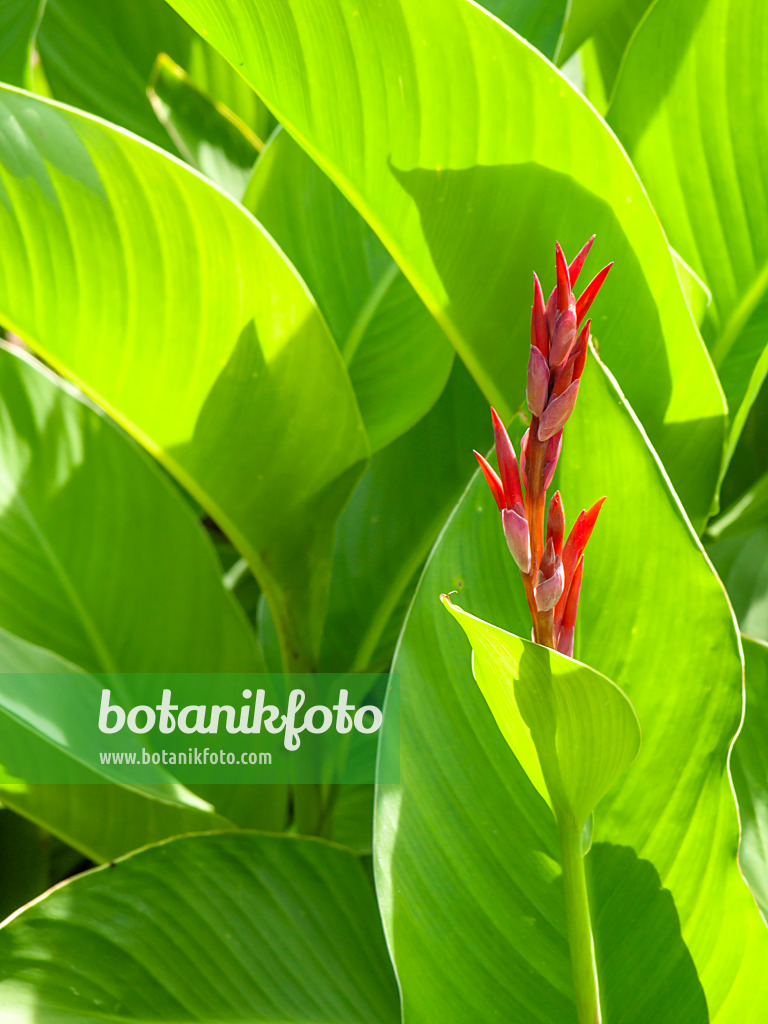 428320 - Indisches Blumenrohr (Canna indica)