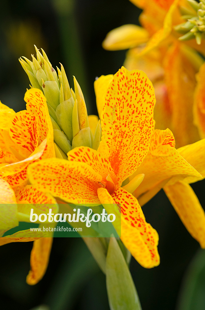 548089 - Indisches Blumenrohr (Canna indica 'Königin Charlotte')