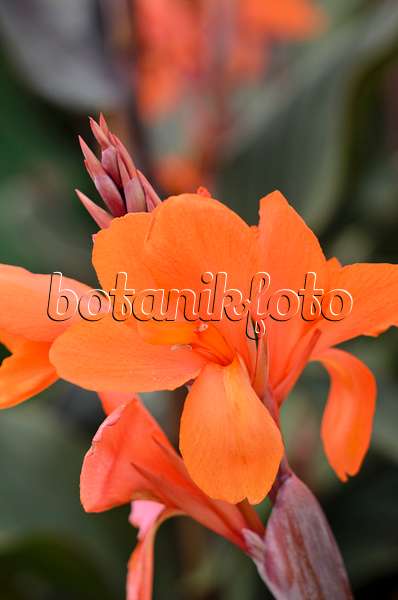 548090 - Indisches Blumenrohr (Canna indica 'La Gloire')