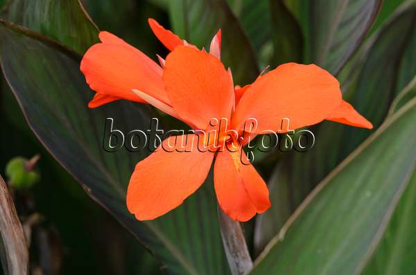 548092 - Indisches Blumenrohr (Canna indica 'Verdi')