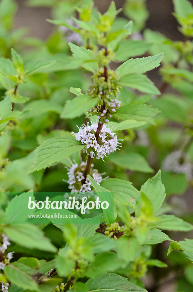 522063 - Ingwerminze (Mentha x gentilis 'Variegata')