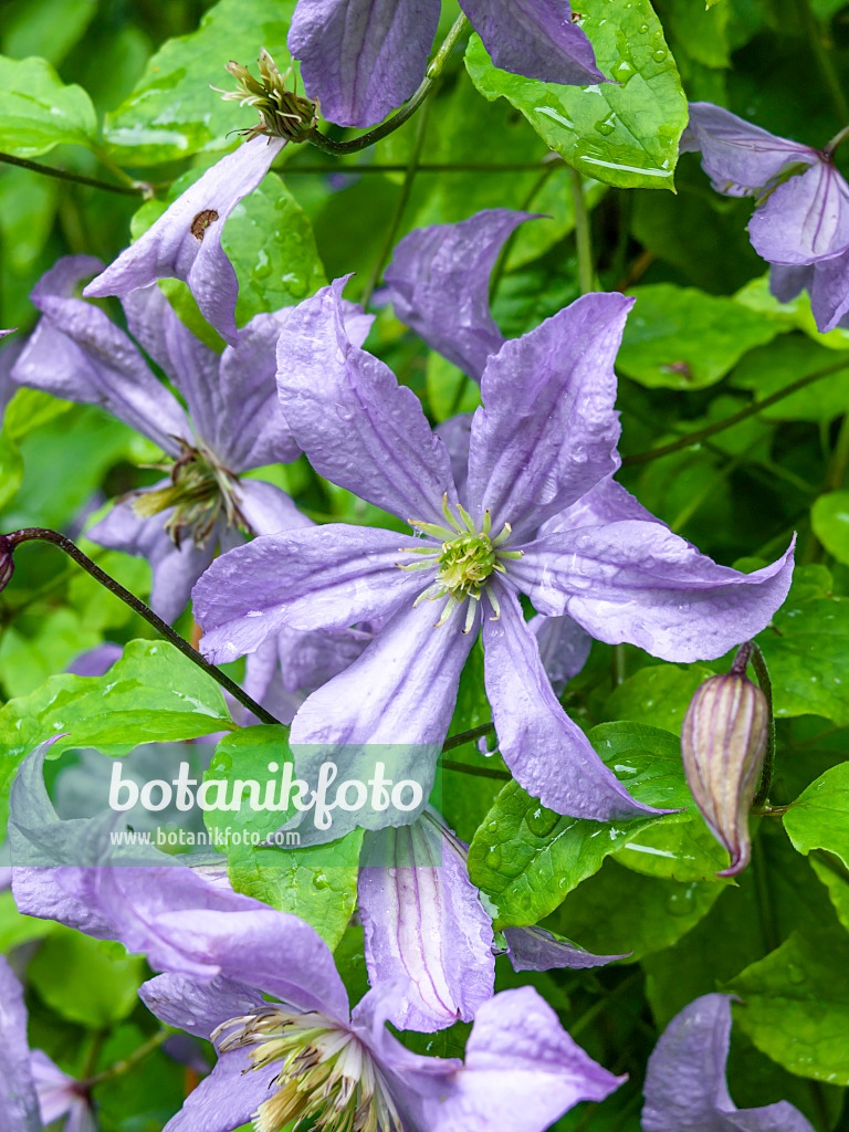 450006 - Italienische Waldrebe (Clematis viticella 'Prince Charles')