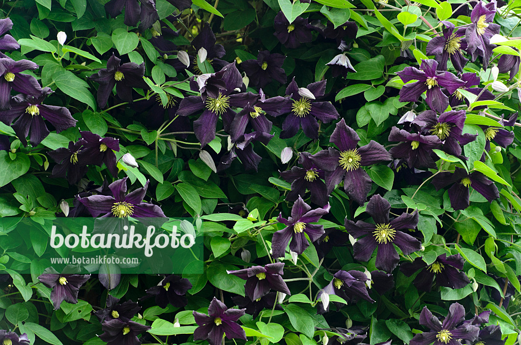 497179 - Italienische Waldrebe (Clematis viticella 'Romantika')