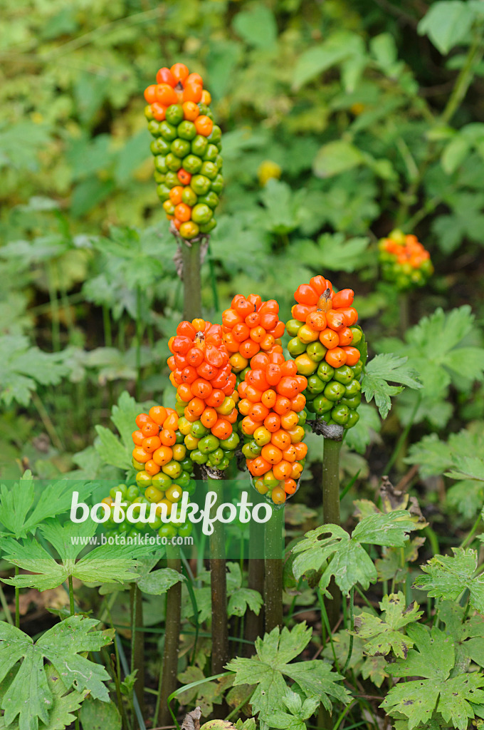 487163 - Italienischer Aronstab (Arum italicum)