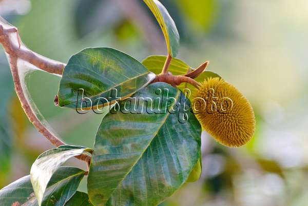 525484 - Jackfruchtbaum (Artocarpus heterophyllus)