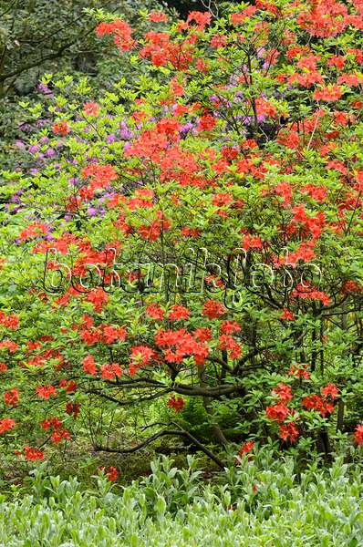 520418 - Japan-Azalee (Rhododendron mollis)