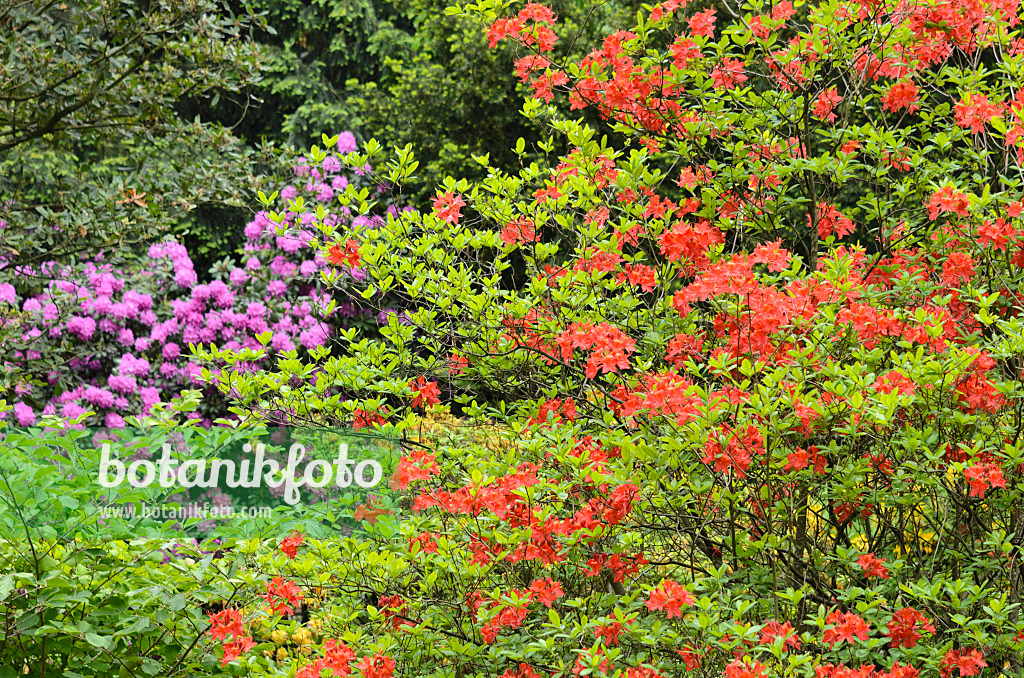 520419 - Japan-Azalee (Rhododendron mollis)