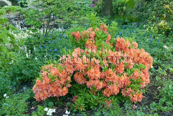502399 - Japan-Azalee (Rhododendron mollis 'Polly Claessens')