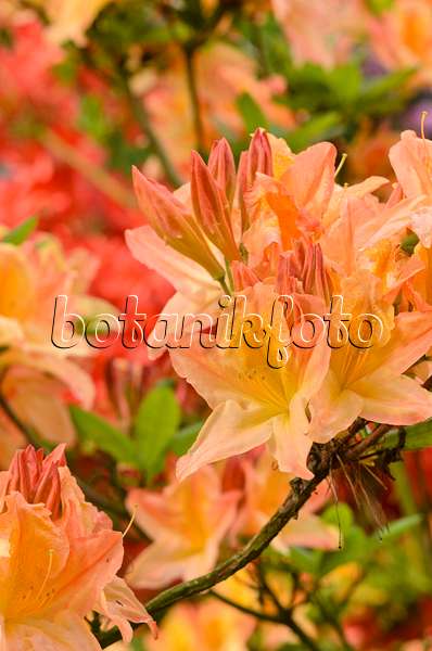 520389 - Japan-Azalee (Rhododendron mollis 'Prinses Juliana')