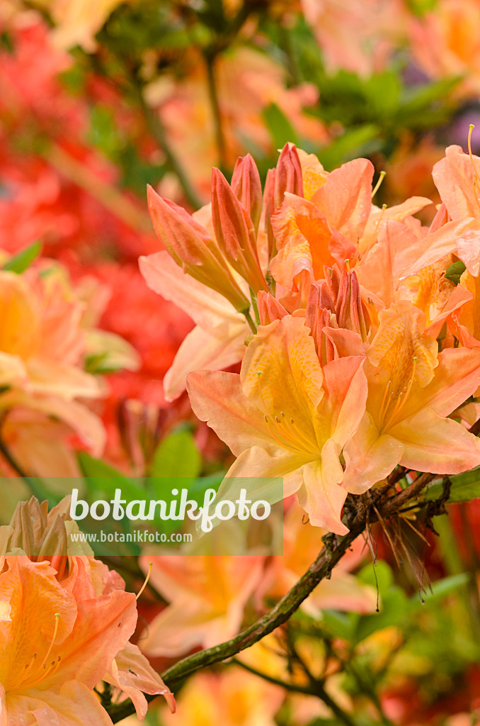 520389 - Japan-Azalee (Rhododendron mollis 'Prinses Juliana')