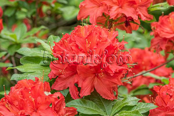 638274 - Japan-Azalee (Rhododendron mollis 'Robert Koch')
