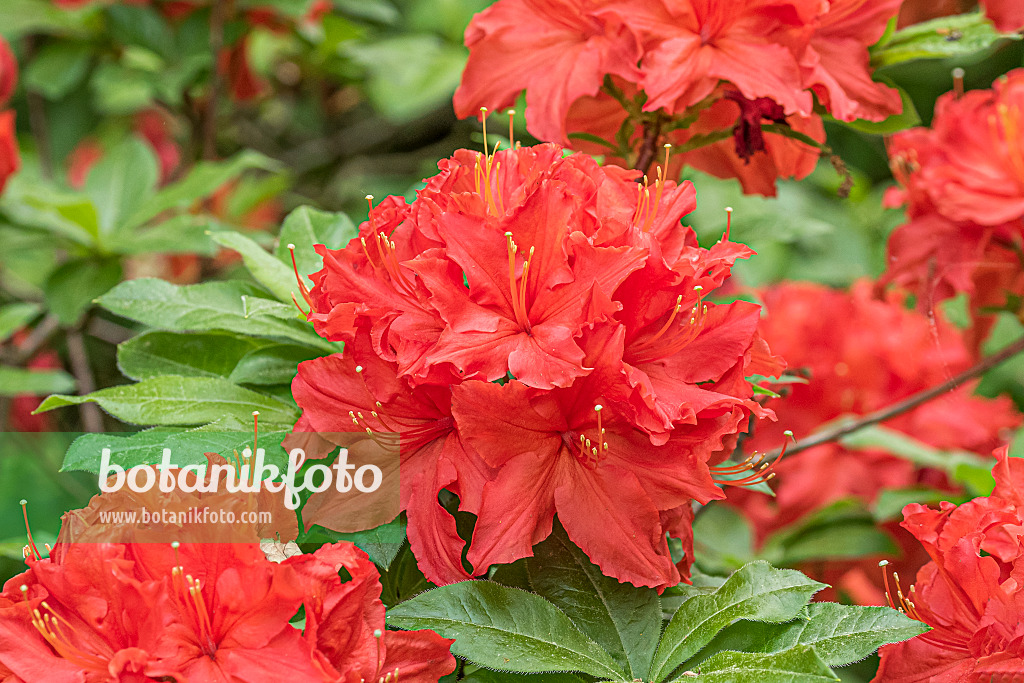 638274 - Japan-Azalee (Rhododendron mollis 'Robert Koch')