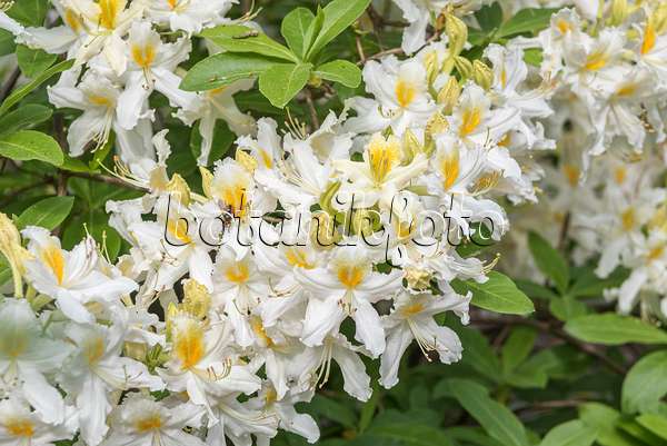 638289 - Japan-Azalee (Rhododendron mollis 'Snowdrift')