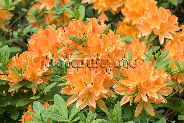 638291 - Japan-Azalee (Rhododendron mollis 'T. J. Seidel')