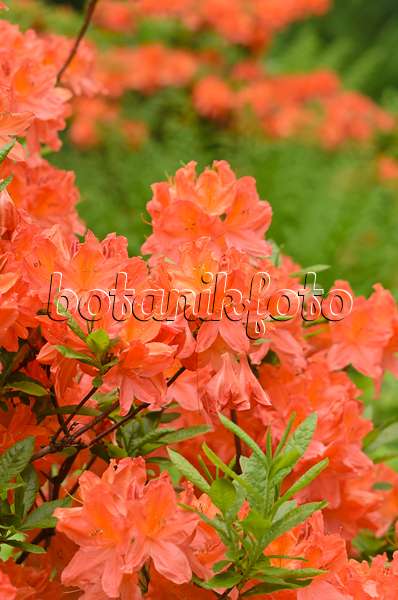 544143 - Japanische Azalee (Rhododendron japonicum)