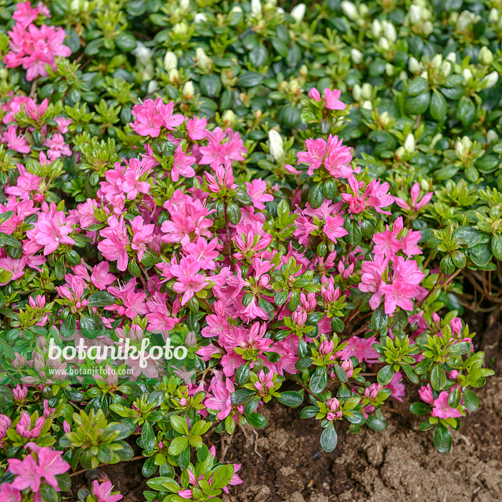 558215 - Japanische Azalee (Rhododendron x obtusum 'Kermesina')