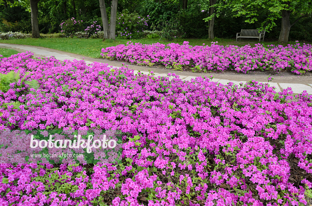 520334 - Japanische Azalee (Rhododendron x obtusum 'Königstein')