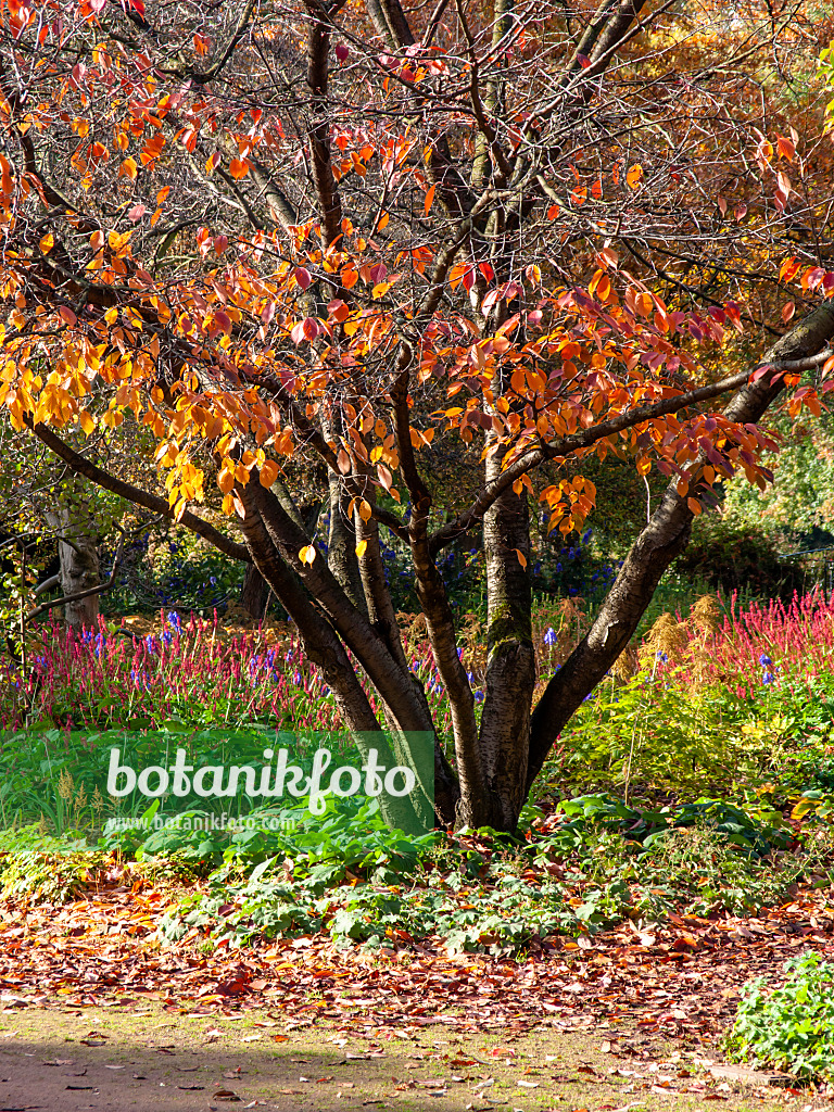 465181 - Japanische Blütenkirsche (Prunus serrulata)