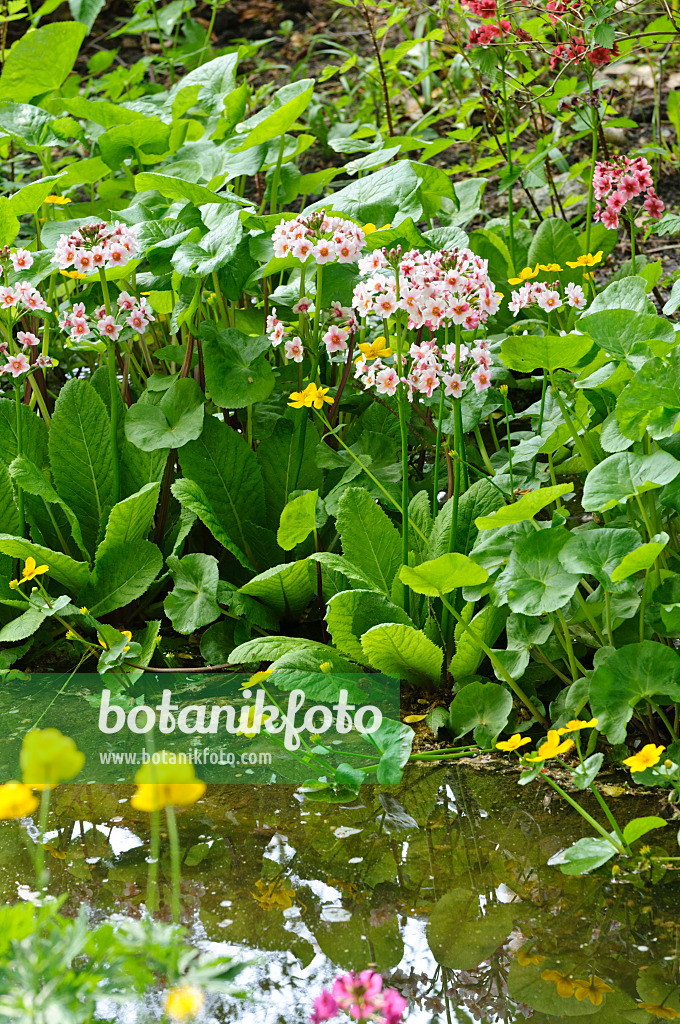 472063 - Japanische Etagenprimel (Primula japonica)