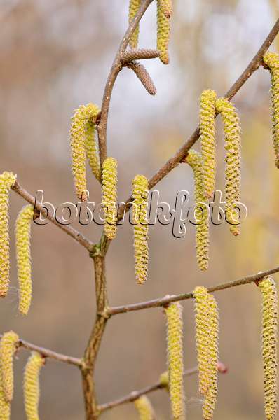 530010 - Japanische Hasel (Corylus sieboldiana) mit männlichen Blüten
