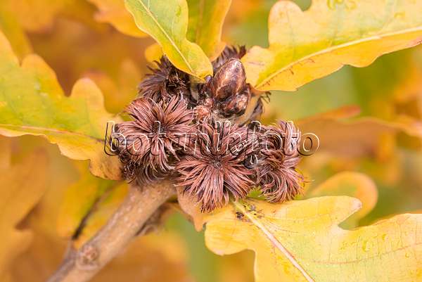 651457 - Japanische Kaisereiche (Quercus dentata 'Carl Ferris Miller')